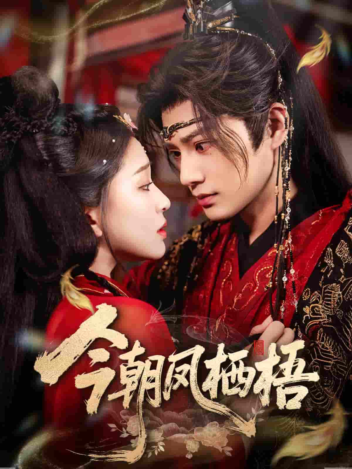 今朝凤栖梧封面图