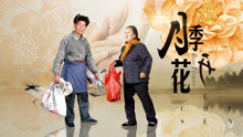 月季花开封面图